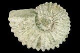 Bumpy Ammonite (Douvilleiceras) Fossil - Madagascar #160373-1